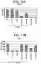 Fig. 15 - Differentiation of human embryonic stem cells