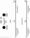 Fig. 20 - Differentiation of human embryonic stem cells