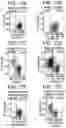 Fig. 21 - Differentiation of human embryonic stem cells