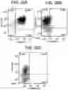 Fig. 24 - Differentiation of human embryonic stem cells