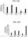 Fig. 25 - Differentiation of human embryonic stem cells