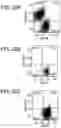 Fig. 26 - Differentiation of human embryonic stem cells