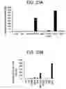 Fig. 27 - Differentiation of human embryonic stem cells