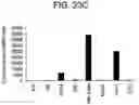 Fig. 28 - Differentiation of human embryonic stem cells