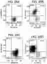 Fig. 30 - Differentiation of human embryonic stem cells