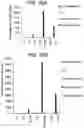 Fig. 31 - Differentiation of human embryonic stem cells