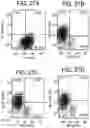 Fig. 32 - Differentiation of human embryonic stem cells