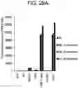 Fig. 33 - Differentiation of human embryonic stem cells