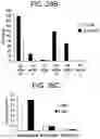 Fig. 34 - Differentiation of human embryonic stem cells