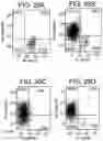Fig. 35 - Differentiation of human embryonic stem cells