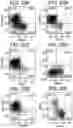 Fig. 40 - Differentiation of human embryonic stem cells