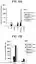 Fig. 42 - Differentiation of human embryonic stem cells