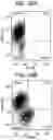 Fig. 45 - Differentiation of human embryonic stem cells