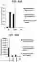 Fig. 54 - Differentiation of human embryonic stem cells