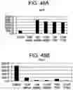 Fig. 58 - Differentiation of human embryonic stem cells