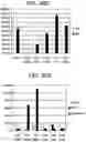Fig. 59 - Differentiation of human embryonic stem cells