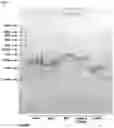 Fig. 02 - Methods and products for transfection