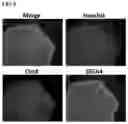 Fig. 09 - Methods and products for transfection