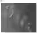 Fig. 10 - Methods and products for transfection