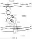 Fig. 03 - Cell