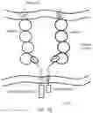 Fig. 09 - Cell