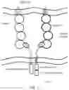 Fig. 10 - Cell