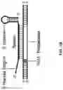 Fig. 03 - Engineered cascade components and cascade complexes