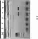 Fig. 03 - Single cell bar-coding for antibody discovery