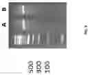 Fig. 06 - Single cell bar-coding for antibody discovery