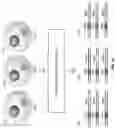 Fig. 18 - Single cell bar-coding for antibody discovery