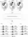 Fig. 19 - Single cell bar-coding for antibody discovery