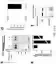 Fig. 10 - Novel Structurally Designed shRNAs