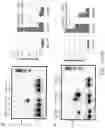 Fig. 16 - Novel Structurally Designed shRNAs