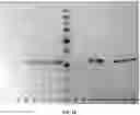 Fig. 41 - METHODS TO MODULATE PROTEIN TRANSLATION EFFICIENCY