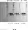Fig. 43 - METHODS TO MODULATE PROTEIN TRANSLATION EFFICIENCY