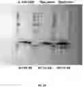 Fig. 44 - METHODS TO MODULATE PROTEIN TRANSLATION EFFICIENCY