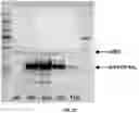Fig. 49 - METHODS TO MODULATE PROTEIN TRANSLATION EFFICIENCY