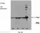 Fig. 52 - METHODS TO MODULATE PROTEIN TRANSLATION EFFICIENCY