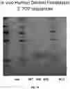 Fig. 55 - METHODS TO MODULATE PROTEIN TRANSLATION EFFICIENCY
