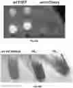Fig. 56 - METHODS TO MODULATE PROTEIN TRANSLATION EFFICIENCY