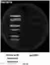 Fig. 57 - METHODS TO MODULATE PROTEIN TRANSLATION EFFICIENCY