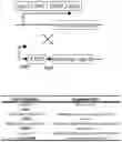 Fig. 01 - Methods to detect motor neuron disease comprising micro-RNAs