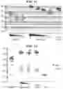 Fig. 07 - Immunisation of large mammals with low doses of RNA