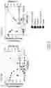 Fig. 04 - Method of producing 2′-fucosyllactose using recombinant 