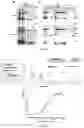 Fig. 04 - DNA and method for preparing heterodimer snake venom protein