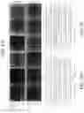 Fig. 06 - Yeast strains with selected or altered mitotypes and methods of making and using the same
