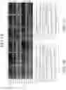 Fig. 09 - Yeast strains with selected or altered mitotypes and methods of making and using the same