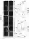Fig. 10 - Yeast strains with selected or altered mitotypes and methods of making and using the same