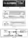 Fig. 04 - GENE EDITING AND TRANSGENE FREE MUTANT PLANTS