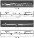 Fig. 05 - GENE EDITING AND TRANSGENE FREE MUTANT PLANTS